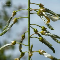 Laburnum